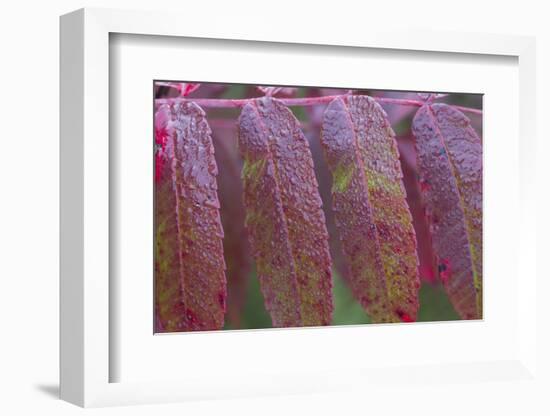 USA, Ogle County, Illinois, Red Sumac Leaves with Raindrops-Elizabeth Boehm-Framed Photographic Print