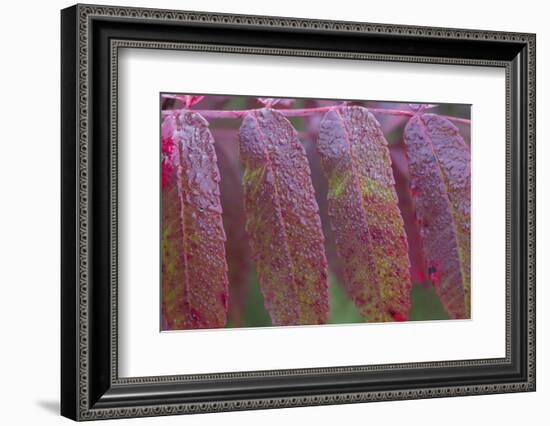 USA, Ogle County, Illinois, Red Sumac Leaves with Raindrops-Elizabeth Boehm-Framed Photographic Print