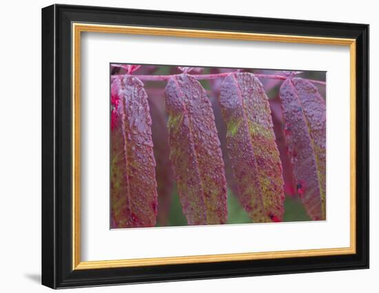 USA, Ogle County, Illinois, Red Sumac Leaves with Raindrops-Elizabeth Boehm-Framed Photographic Print