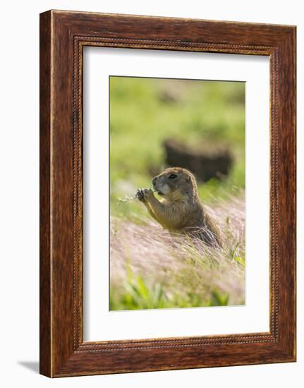 USA, Oklahoma, Wichita Mountains National Wildlife Refuge. Prairie dog eating.-Jaynes Gallery-Framed Photographic Print