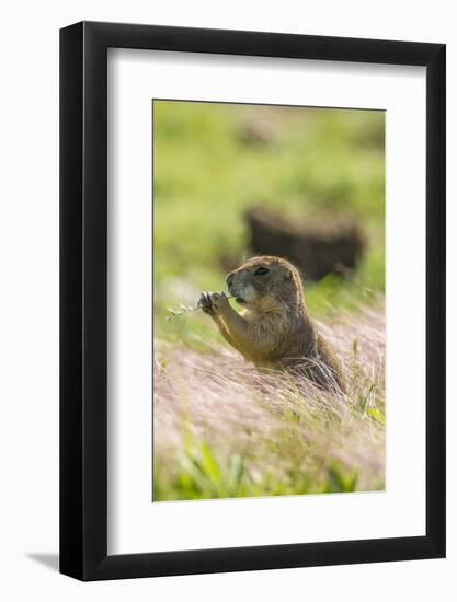 USA, Oklahoma, Wichita Mountains National Wildlife Refuge. Prairie dog eating.-Jaynes Gallery-Framed Photographic Print