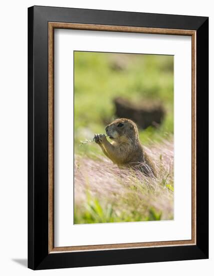 USA, Oklahoma, Wichita Mountains National Wildlife Refuge. Prairie dog eating.-Jaynes Gallery-Framed Photographic Print