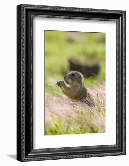 USA, Oklahoma, Wichita Mountains National Wildlife Refuge. Prairie dog eating.-Jaynes Gallery-Framed Photographic Print