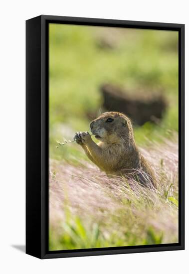 USA, Oklahoma, Wichita Mountains National Wildlife Refuge. Prairie dog eating.-Jaynes Gallery-Framed Premier Image Canvas