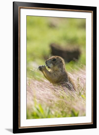 USA, Oklahoma, Wichita Mountains National Wildlife Refuge. Prairie dog eating.-Jaynes Gallery-Framed Premium Photographic Print