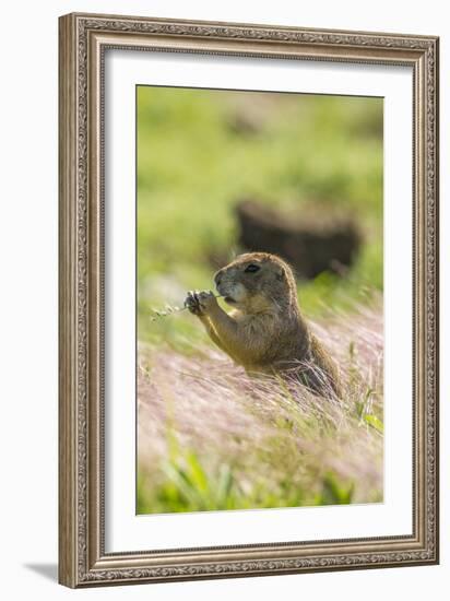 USA, Oklahoma, Wichita Mountains National Wildlife Refuge. Prairie dog eating.-Jaynes Gallery-Framed Photographic Print