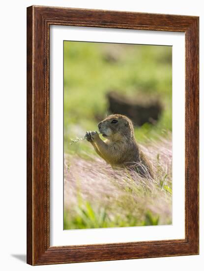 USA, Oklahoma, Wichita Mountains National Wildlife Refuge. Prairie dog eating.-Jaynes Gallery-Framed Photographic Print