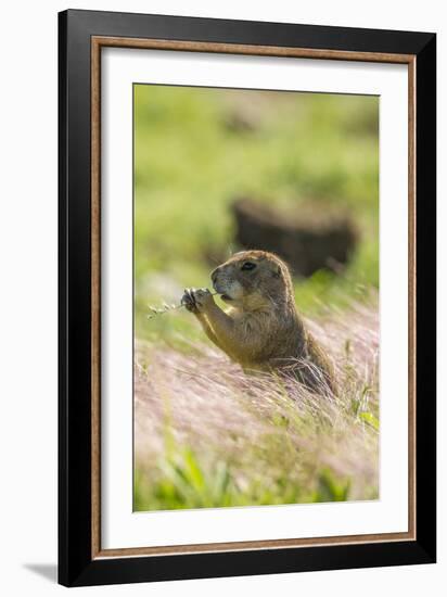 USA, Oklahoma, Wichita Mountains National Wildlife Refuge. Prairie dog eating.-Jaynes Gallery-Framed Photographic Print