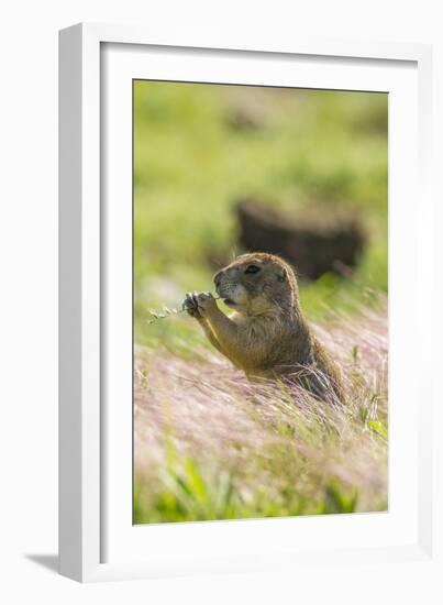 USA, Oklahoma, Wichita Mountains National Wildlife Refuge. Prairie dog eating.-Jaynes Gallery-Framed Photographic Print