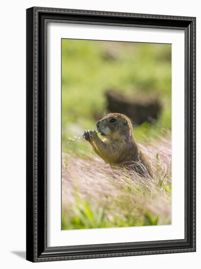 USA, Oklahoma, Wichita Mountains National Wildlife Refuge. Prairie dog eating.-Jaynes Gallery-Framed Photographic Print