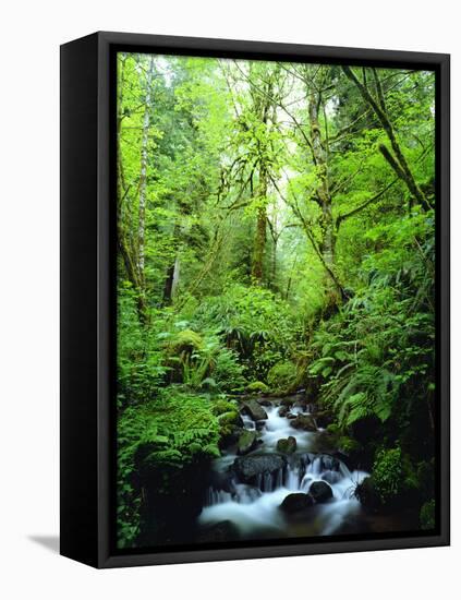 USA, Oregon, a Stream in an Old-Growth Forest-Jaynes Gallery-Framed Premier Image Canvas