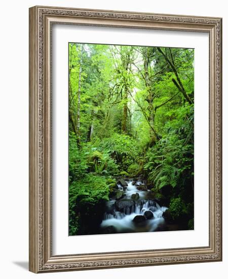 USA, Oregon, a Stream in an Old-Growth Forest-Jaynes Gallery-Framed Photographic Print