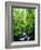 USA, Oregon, a Stream in an Old-Growth Forest-Jaynes Gallery-Framed Photographic Print