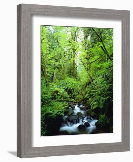 USA, Oregon, a Stream in an Old-Growth Forest-Jaynes Gallery-Framed Photographic Print