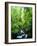 USA, Oregon, a Stream in an Old-Growth Forest-Jaynes Gallery-Framed Photographic Print