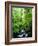 USA, Oregon, a Stream in an Old-Growth Forest-Jaynes Gallery-Framed Photographic Print