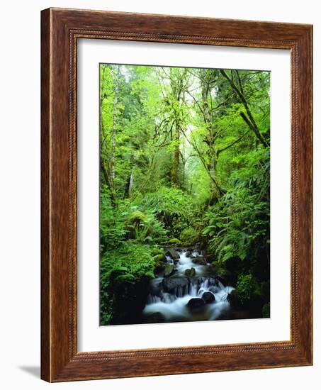 USA, Oregon, a Stream in an Old-Growth Forest-Jaynes Gallery-Framed Photographic Print