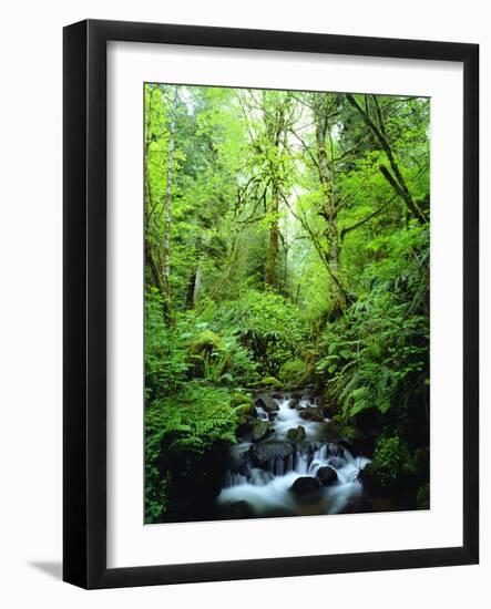 USA, Oregon, a Stream in an Old-Growth Forest-Jaynes Gallery-Framed Photographic Print