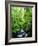 USA, Oregon, a Stream in an Old-Growth Forest-Jaynes Gallery-Framed Photographic Print