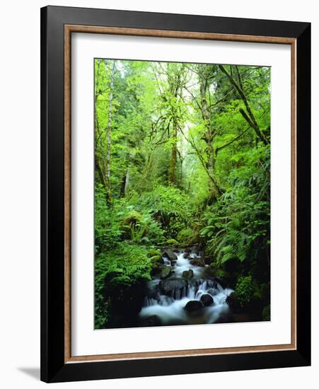 USA, Oregon, a Stream in an Old-Growth Forest-Jaynes Gallery-Framed Photographic Print