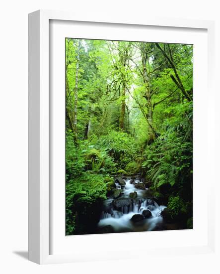 USA, Oregon, a Stream in an Old-Growth Forest-Jaynes Gallery-Framed Photographic Print