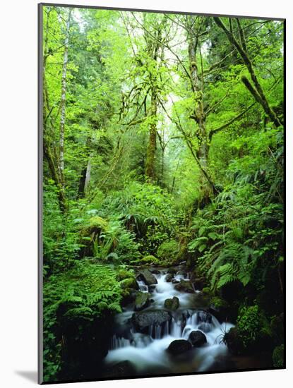 USA, Oregon, a Stream in an Old-Growth Forest-Jaynes Gallery-Mounted Photographic Print