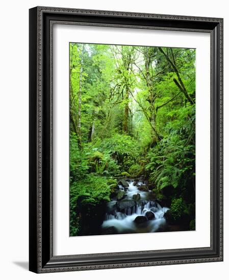 USA, Oregon, a Stream in an Old-Growth Forest-Jaynes Gallery-Framed Photographic Print