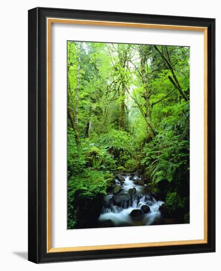 USA, Oregon, a Stream in an Old-Growth Forest-Jaynes Gallery-Framed Photographic Print