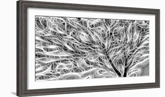 USA, Oregon. Abstract of sea fan.-Jaynes Gallery-Framed Photographic Print