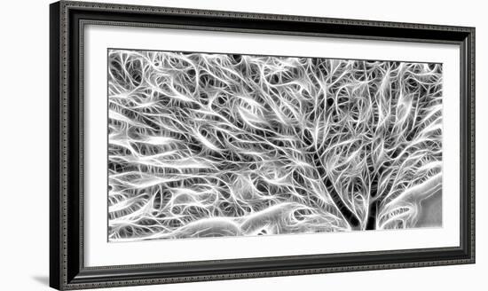 USA, Oregon. Abstract of sea fan.-Jaynes Gallery-Framed Photographic Print