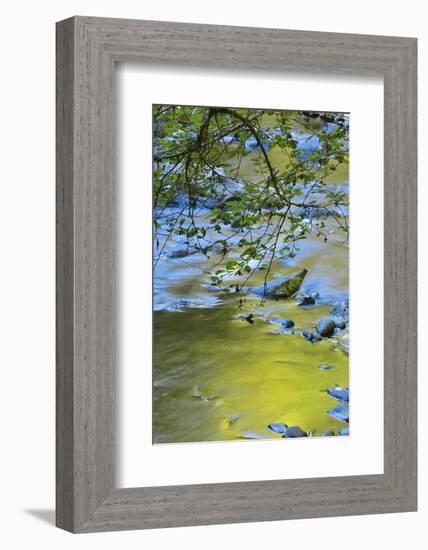 USA, Oregon. Alder Tree over South Fork Wilson River-Steve Terrill-Framed Photographic Print