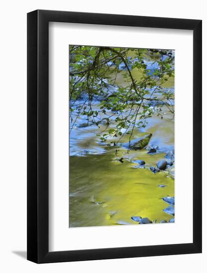 USA, Oregon. Alder Tree over South Fork Wilson River-Steve Terrill-Framed Photographic Print