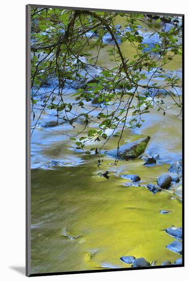 USA, Oregon. Alder Tree over South Fork Wilson River-Steve Terrill-Mounted Photographic Print