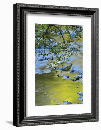 USA, Oregon. Alder Tree over South Fork Wilson River-Steve Terrill-Framed Photographic Print