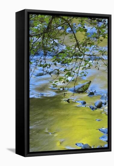 USA, Oregon. Alder Tree over South Fork Wilson River-Steve Terrill-Framed Premier Image Canvas