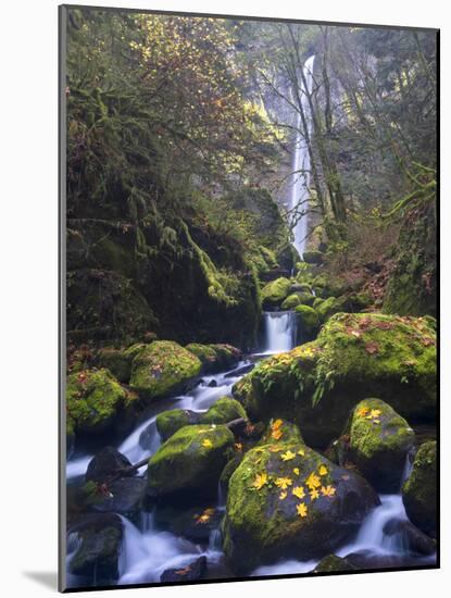 USA, Oregon. Autumn view of McCord Creek flowing below Elowah Falls in the Columbia River Gorge.-Gary Luhm-Mounted Photographic Print