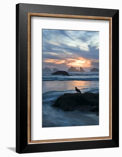 USA, Oregon, Bandon Beach. Seagull on Rock at Twilight-Jaynes Gallery-Framed Photographic Print