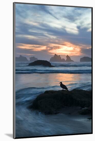 USA, Oregon, Bandon Beach. Seagull on Rock at Twilight-Jaynes Gallery-Mounted Photographic Print