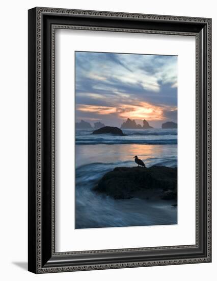 USA, Oregon, Bandon Beach. Seagull on Rock at Twilight-Jaynes Gallery-Framed Photographic Print