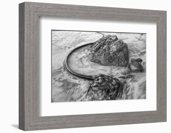 USA, Oregon, Bandon Beach, Seaweed-John Ford-Framed Photographic Print