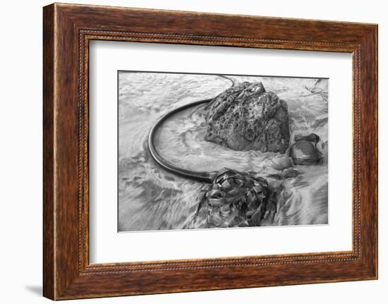 USA, Oregon, Bandon Beach, Seaweed-John Ford-Framed Photographic Print