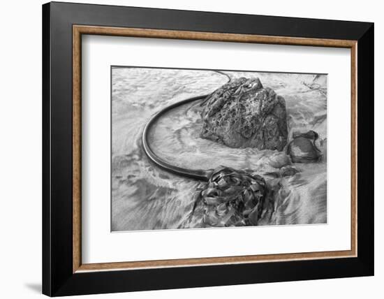 USA, Oregon, Bandon Beach, Seaweed-John Ford-Framed Photographic Print