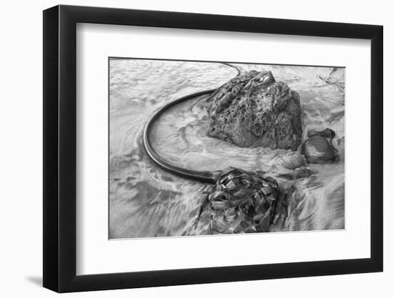 USA, Oregon, Bandon Beach, Seaweed-John Ford-Framed Photographic Print