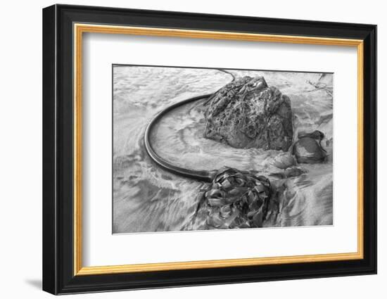 USA, Oregon, Bandon Beach, Seaweed-John Ford-Framed Photographic Print