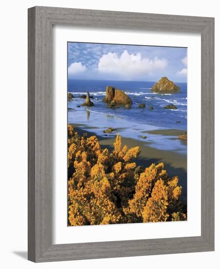 USA, Oregon, Bandon. Face Rock and Wild Gorse Plants-Steve Terrill-Framed Photographic Print