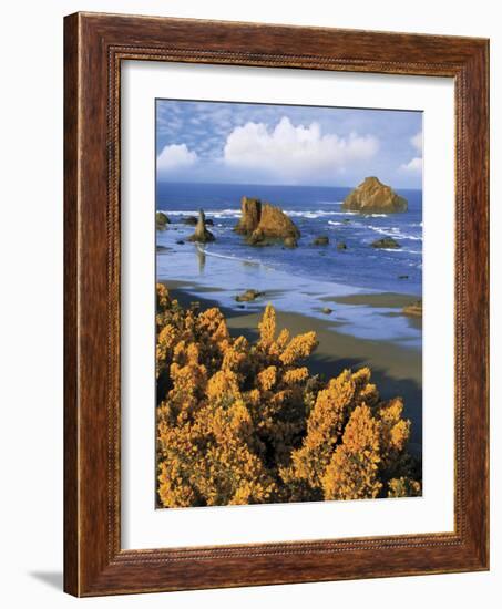 USA, Oregon, Bandon. Face Rock and Wild Gorse Plants-Steve Terrill-Framed Photographic Print