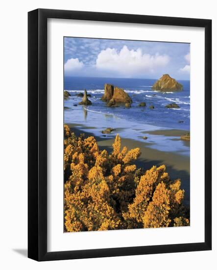 USA, Oregon, Bandon. Face Rock and Wild Gorse Plants-Steve Terrill-Framed Photographic Print