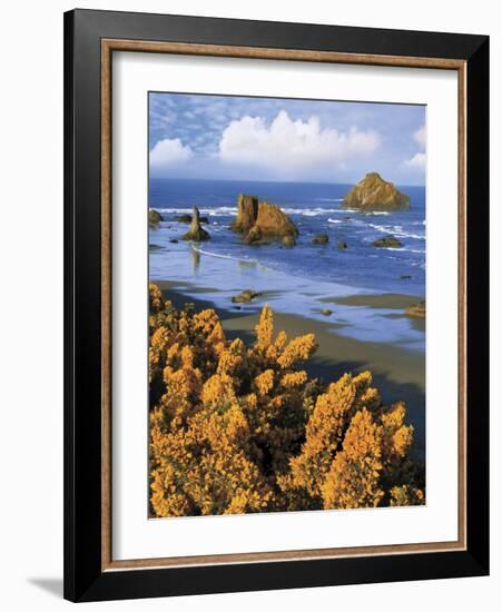 USA, Oregon, Bandon. Face Rock and Wild Gorse Plants-Steve Terrill-Framed Photographic Print