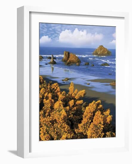 USA, Oregon, Bandon. Face Rock and Wild Gorse Plants-Steve Terrill-Framed Photographic Print