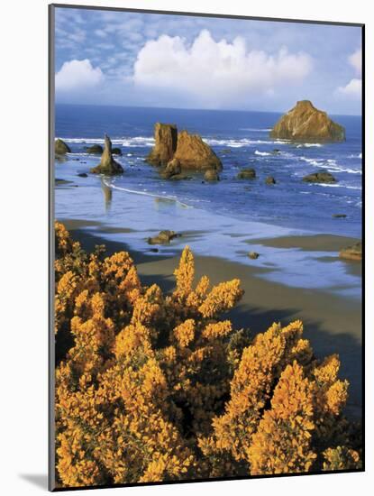 USA, Oregon, Bandon. Face Rock and Wild Gorse Plants-Steve Terrill-Mounted Photographic Print